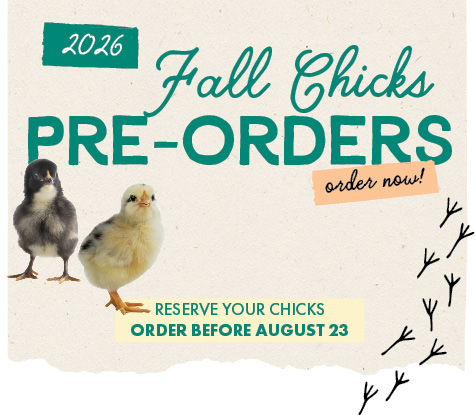 2026 Fall Chicks PRE-ORDERS order now! RESERVE YOUR CHICKS ORDER BEFORE AUGUST 23