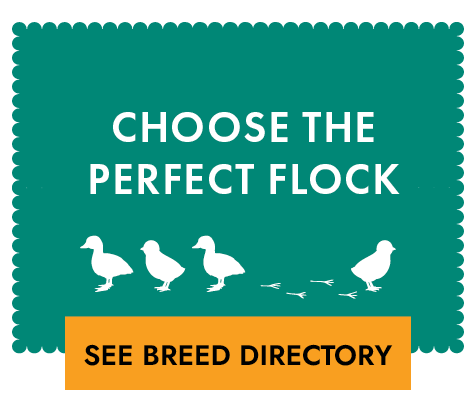 Choose the Perfect Flock See Breed Directory