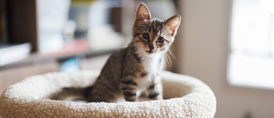 All Things Kittens