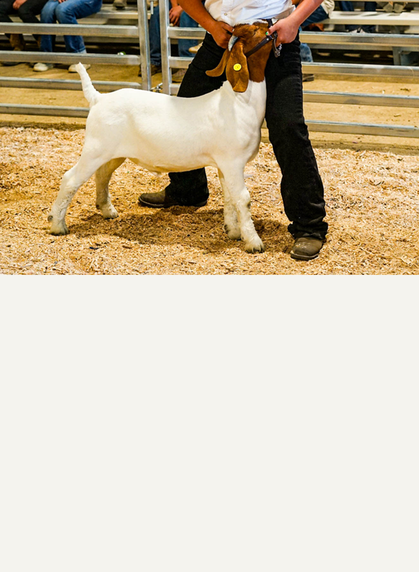 Goat & Lamb Feed