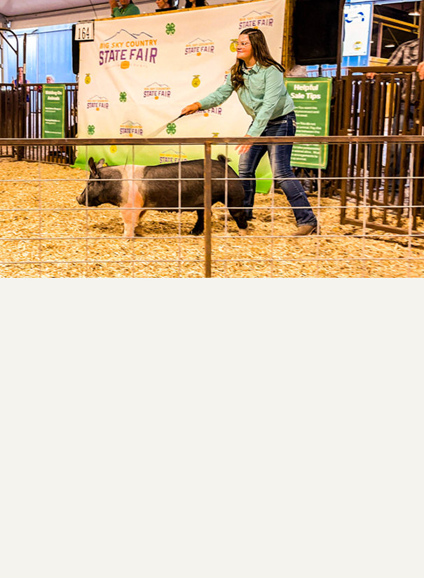 Pig Feed