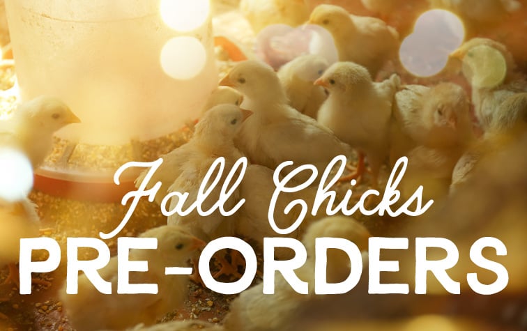 Fall Chicks Pre-Orders