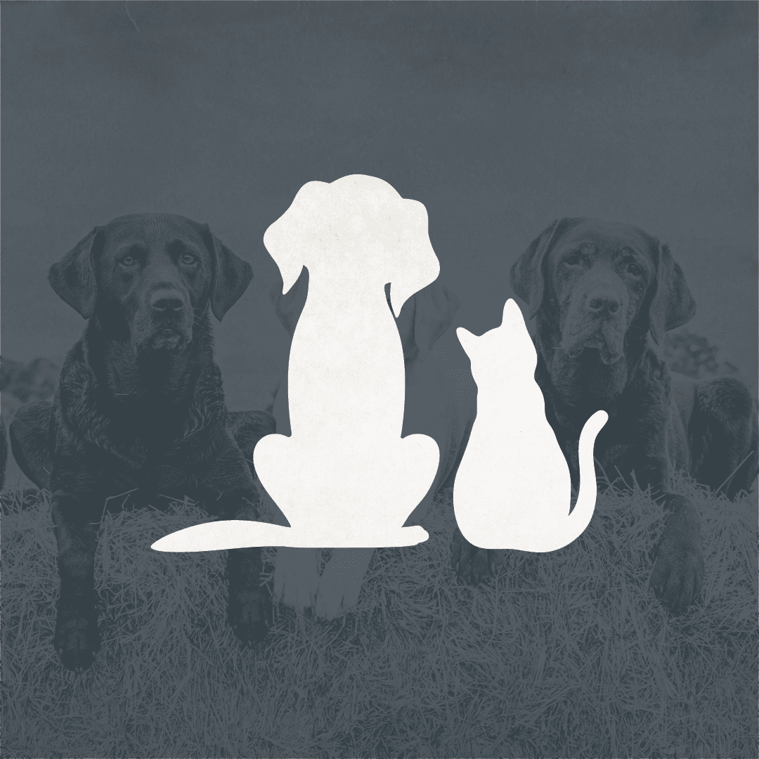 Pet